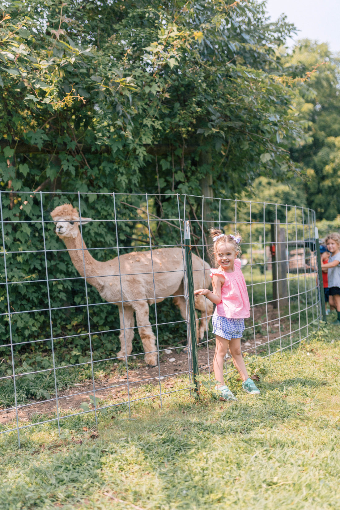 Marlowe Martino stands in front of an alpaca pen at a local connecticut farm